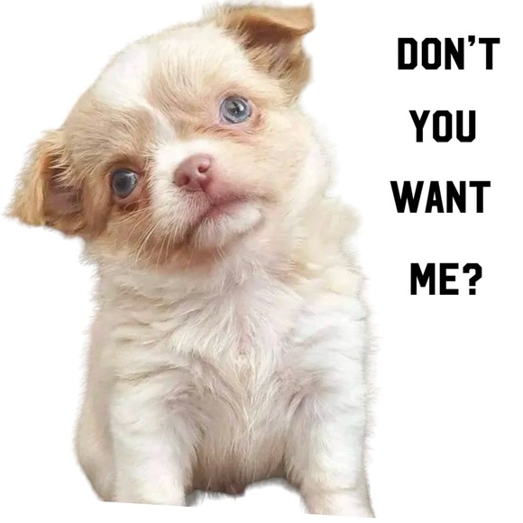 DOG! PET! Dress pink & blue hearts Smoochie Pooch New or Like new Sz Sma… - Picture 9 of 9